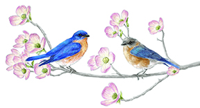 image of bluebird illustration