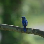 Photo of Eastern Bluebird