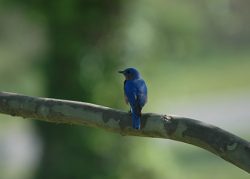 Photo of Eastern Bluebird