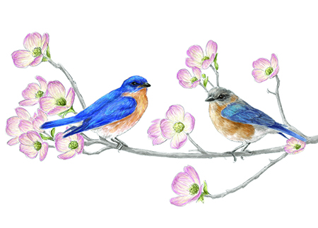 Drawing of Eastern Bluebirds