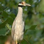 Photo of yellow-crowned night heron