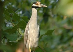 Photo of yellow-crowned night heron