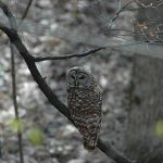 Photo of barred owl