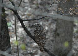 Photo of barred owl