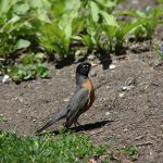 Photo of American Robin