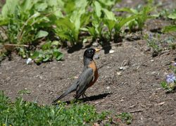 Photo of American Robin