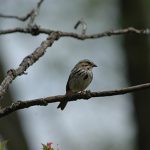 Image of Song Sparrow