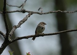 Image of Song Sparrow