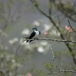 Image of Tree Swallow