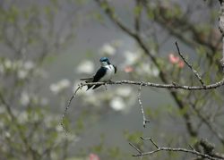 Image of Tree Swallow