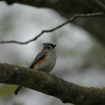 Photo of Tufted Titmouse