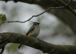 Photo of Tufted Titmouse