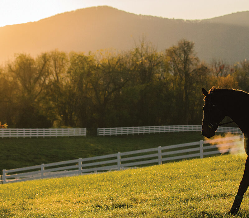 Madeleine Lohr ’19, an accomplished Hollins rider, won multiple awards at riding events during her time at the university.