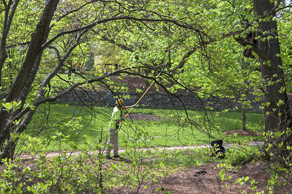 Bartlett Tree Work in Beale Garden