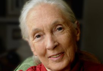 Jane Goodall