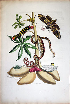 Maria Sibylla Merian